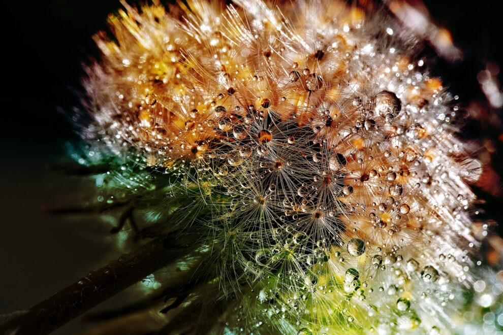 dandelion